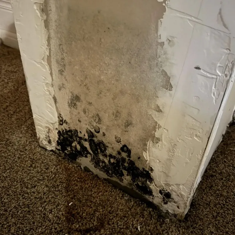 Professional Mold Removal in Morrison, IL